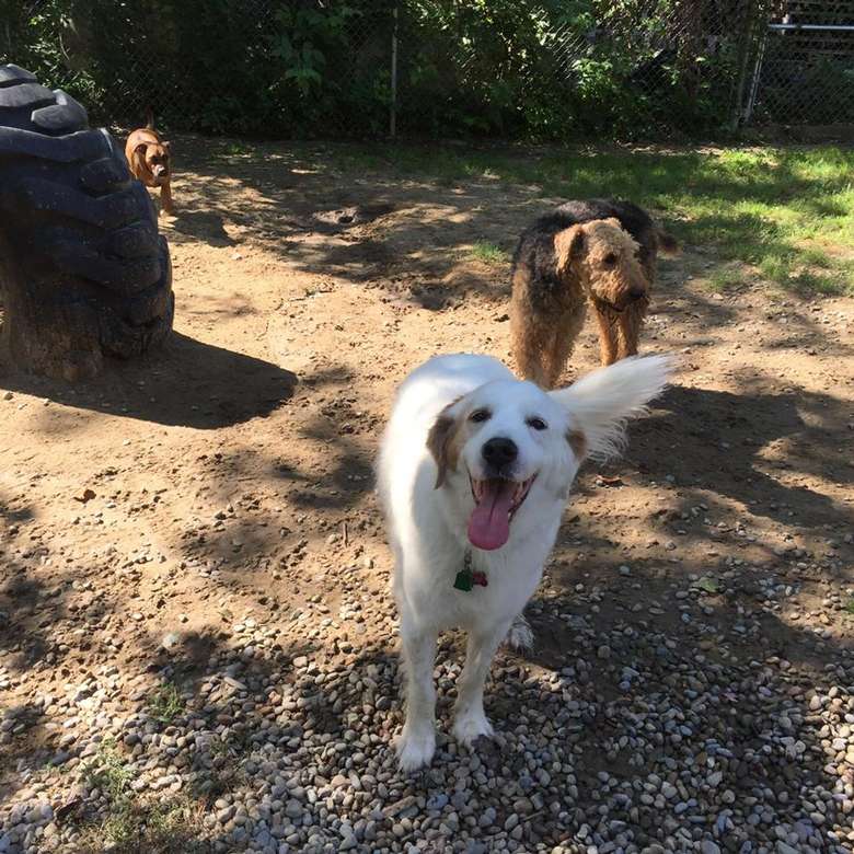 Dependable Doggie Daycare, Boarding, Grooming & Cat Boarding