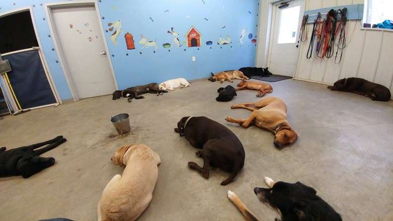 Dependable Doggie Daycare, Boarding, Grooming & Cat Boarding ...