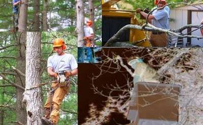 men cutting trees