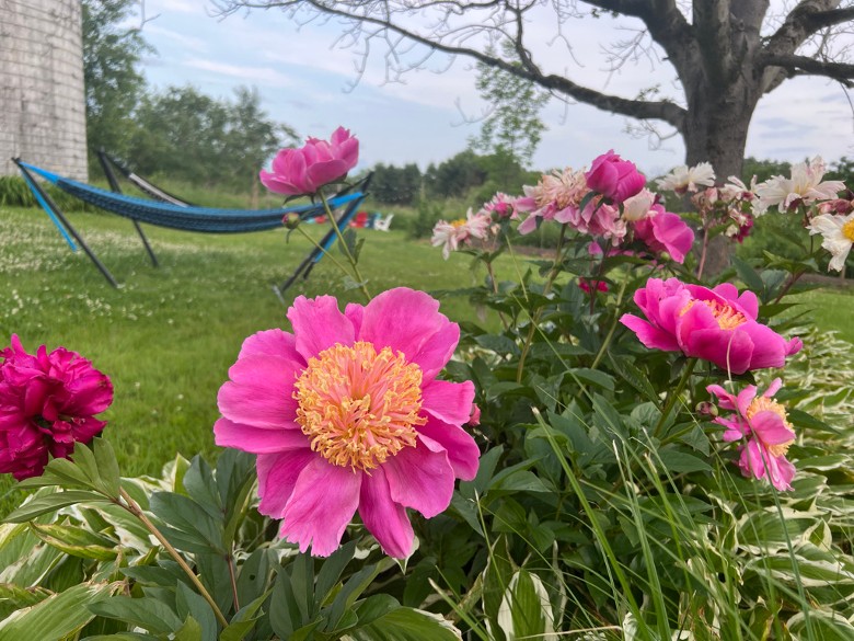 The hammocks are a perfect place to relax and listen to the birdsong