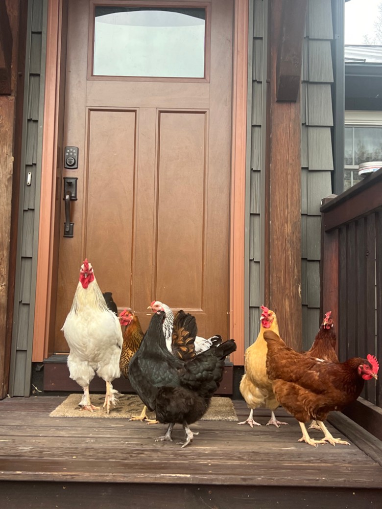 Our chicken friends