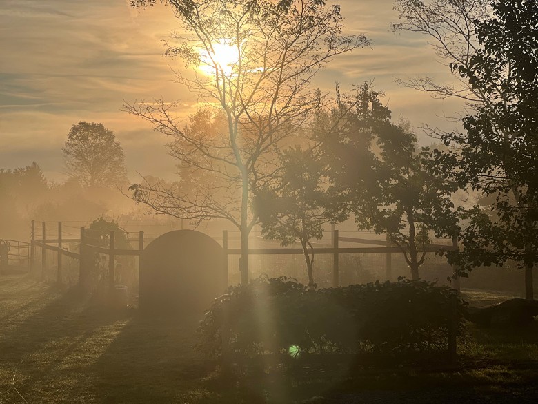 Sun coming up over the garden