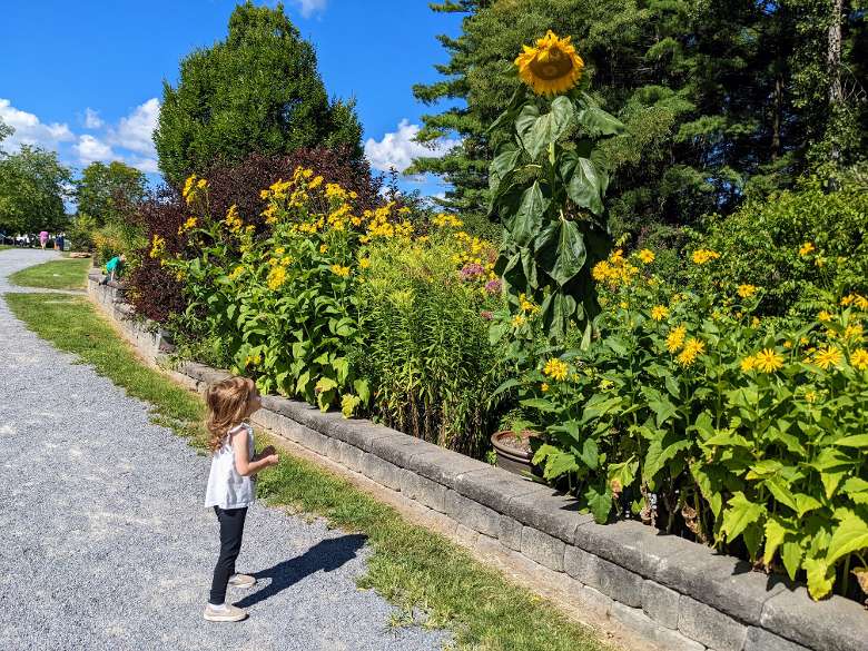 little girl looks up at tall sunflower