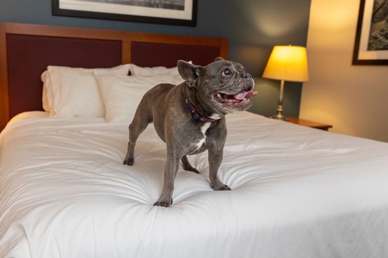 a small dog on a hotel bed