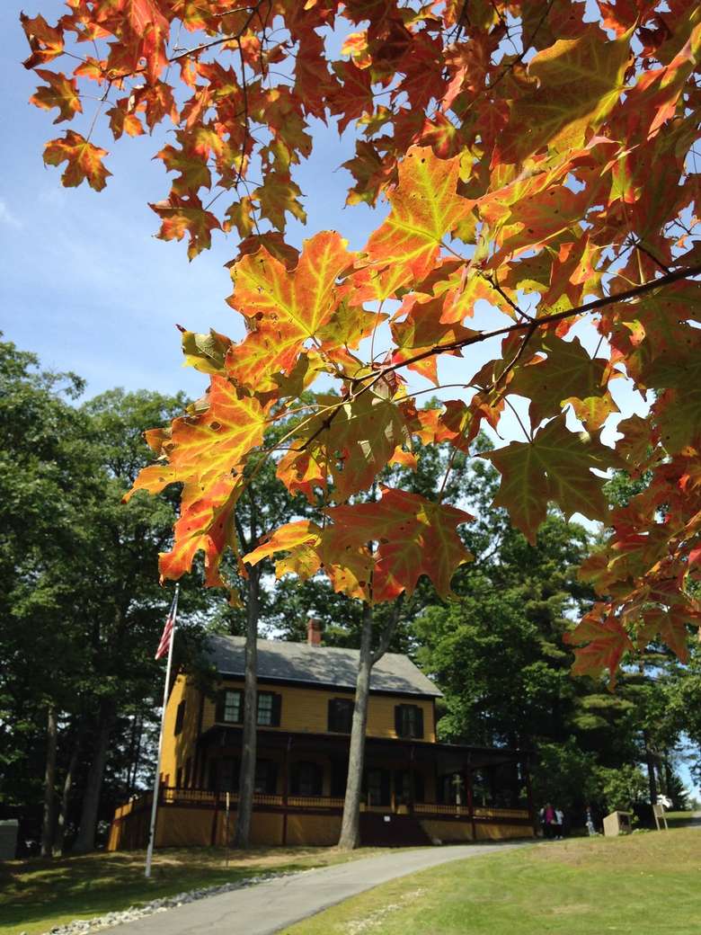 orange and yellow leaves on a tree in the fall with grant cottage visible behind the branch
