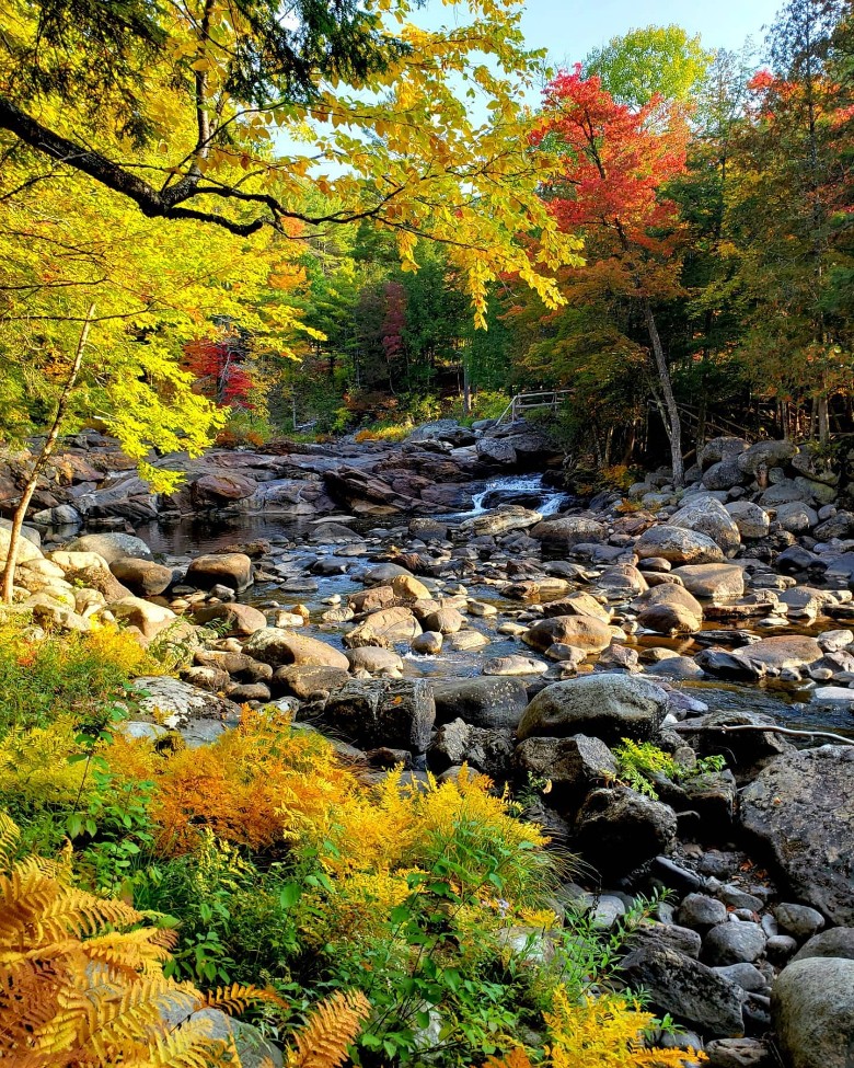 fall foliage