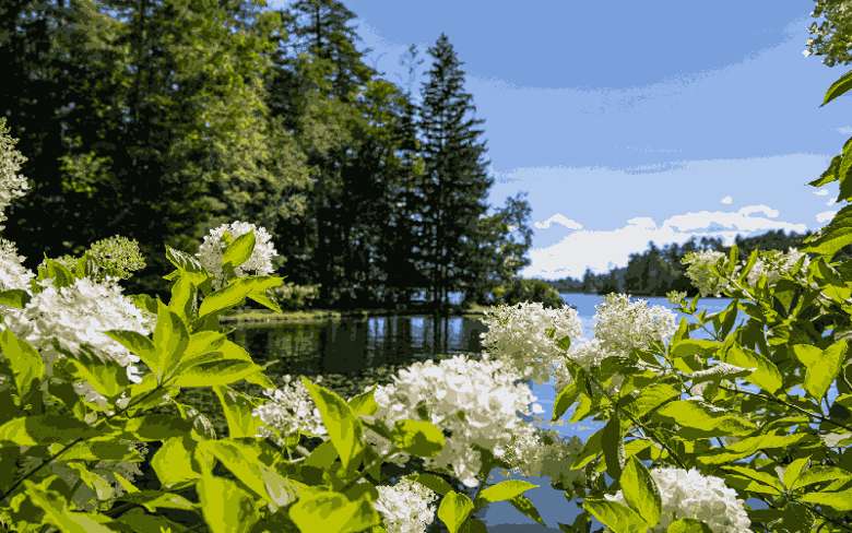 white flowers and lake in background