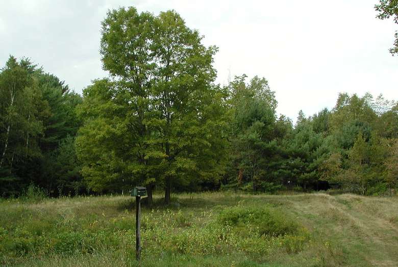 woods near vacation rental