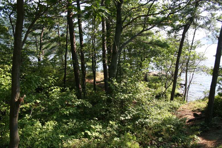 a heavily forested area with green bushes