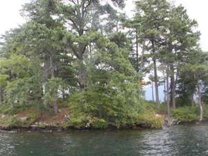 a big island with lots of tall trees