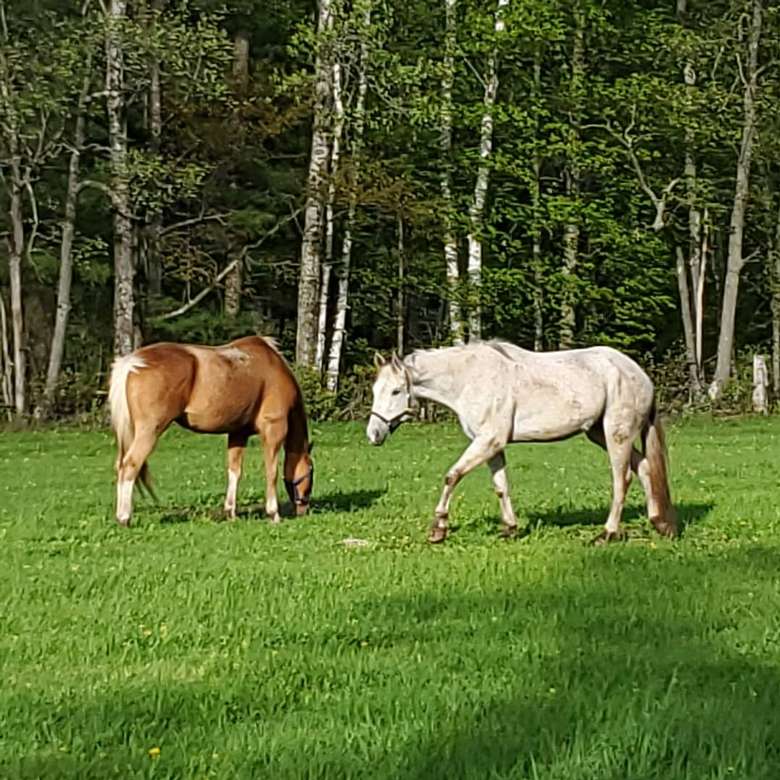 two horses on a grassy lawn