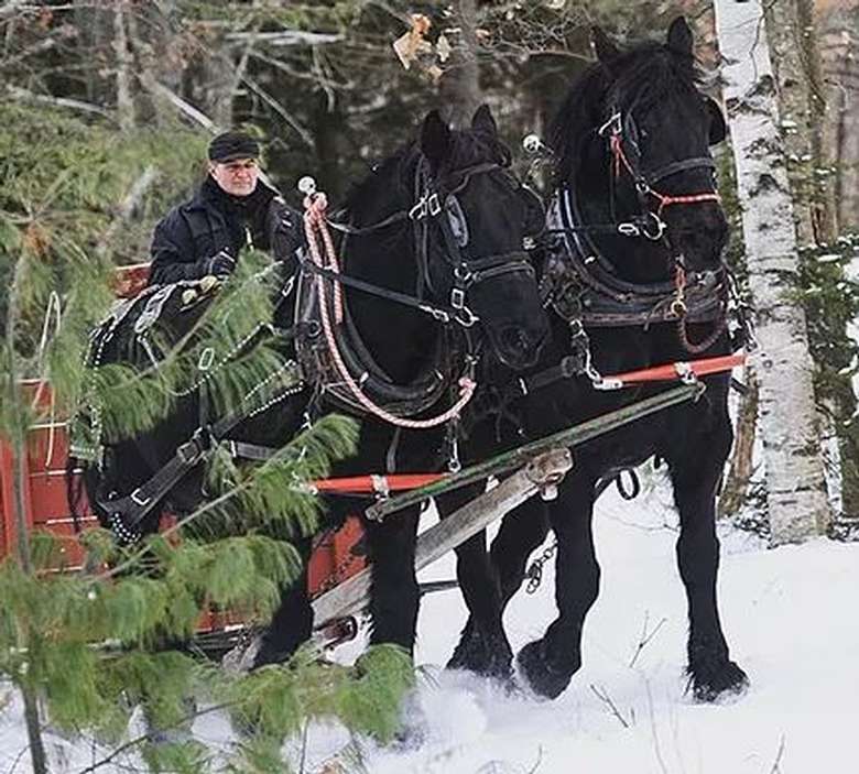 black horses pulling a sleigh