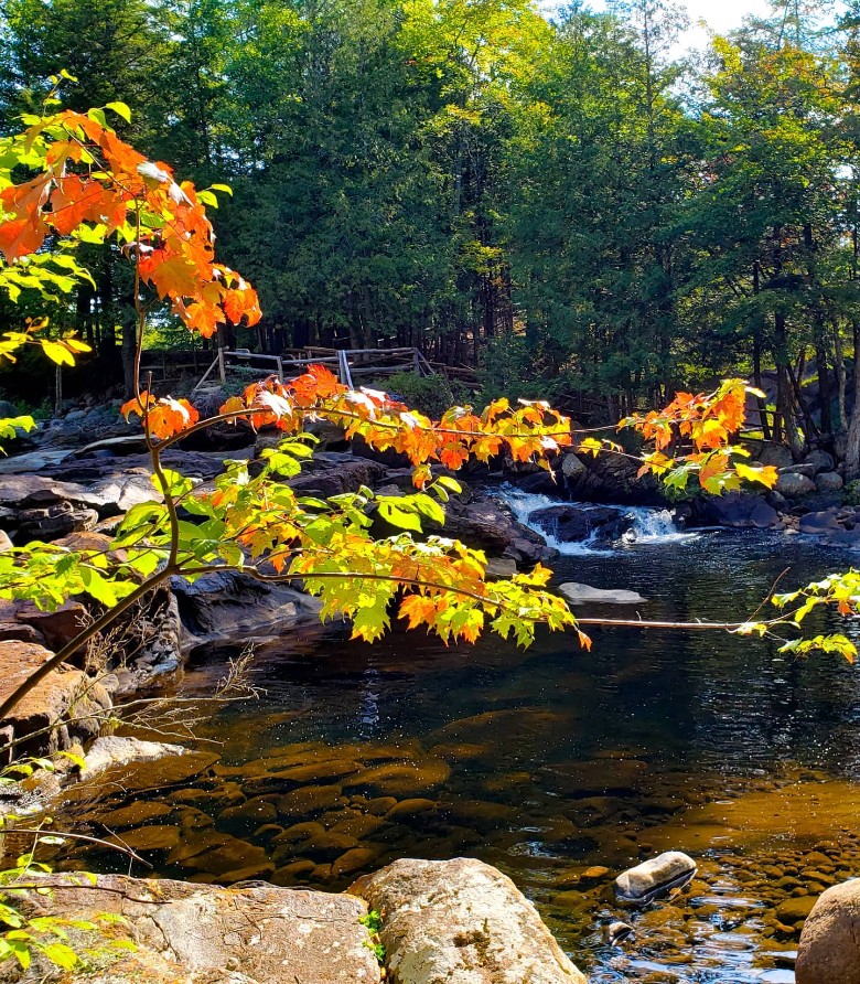 fall foliage by water