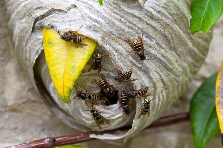 bees at hive