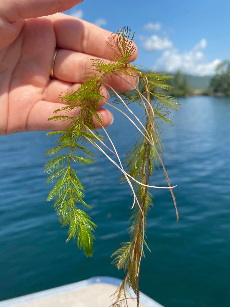 hand holding an invasive lake plant