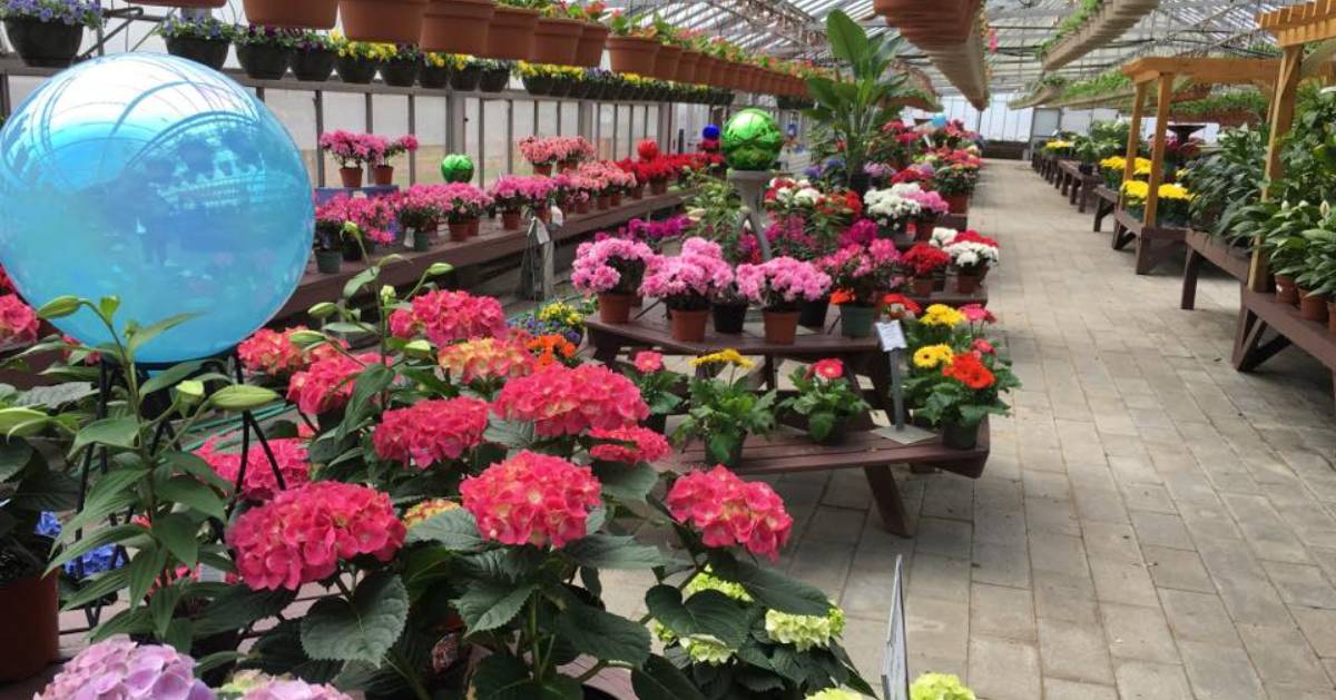 Find Saratoga Florists & Nurseries In & Near Saratoga Springs