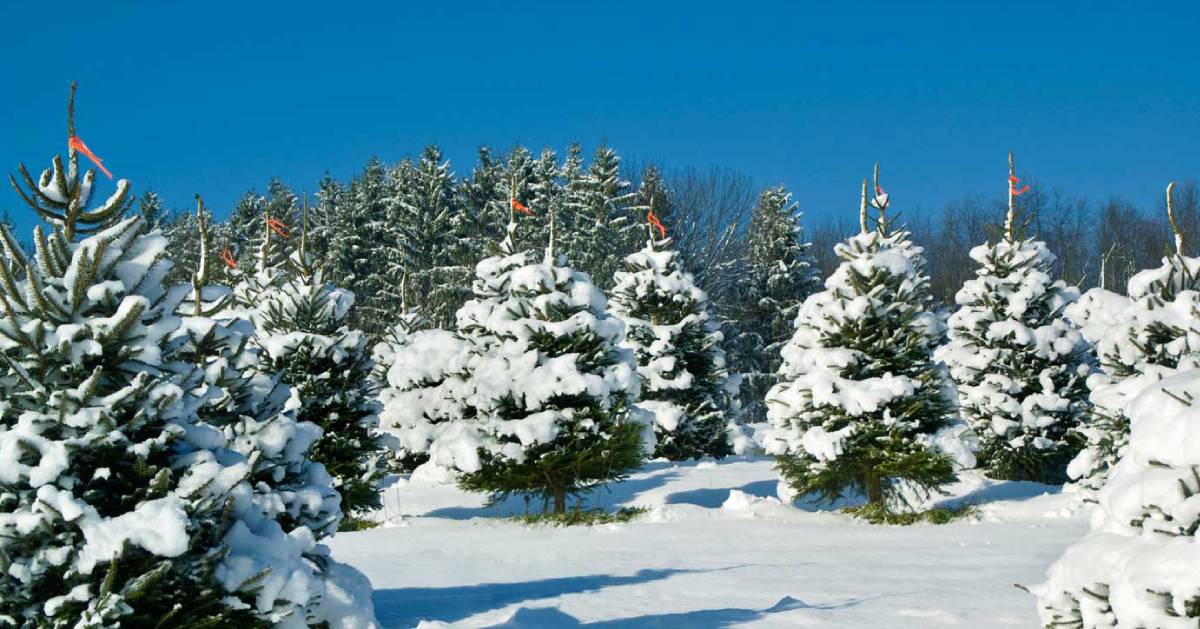 Christmas Tree Farms In & Around Albany, NY