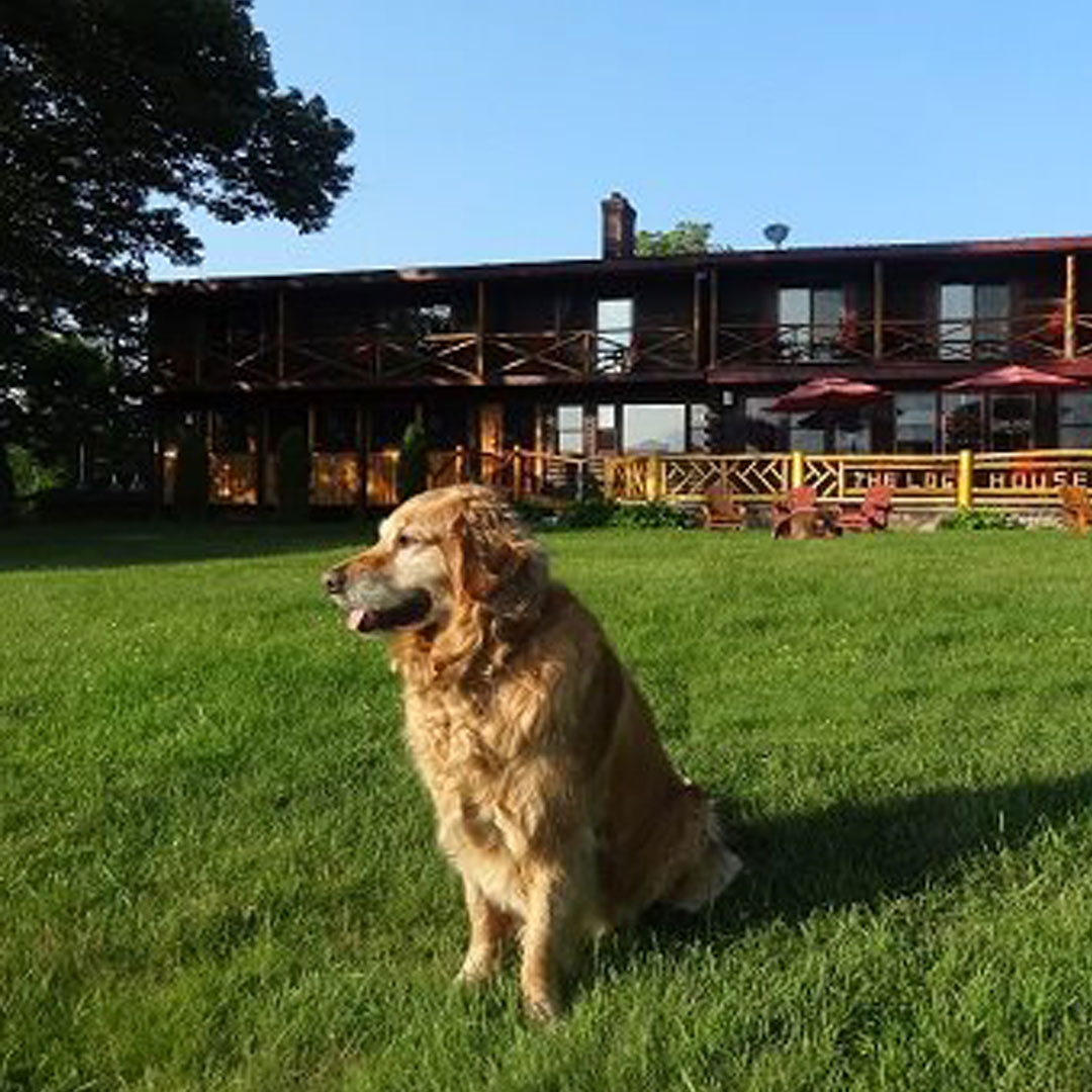 Pet Friendly Lodging In The Adirondacks Hotels Campgrounds More