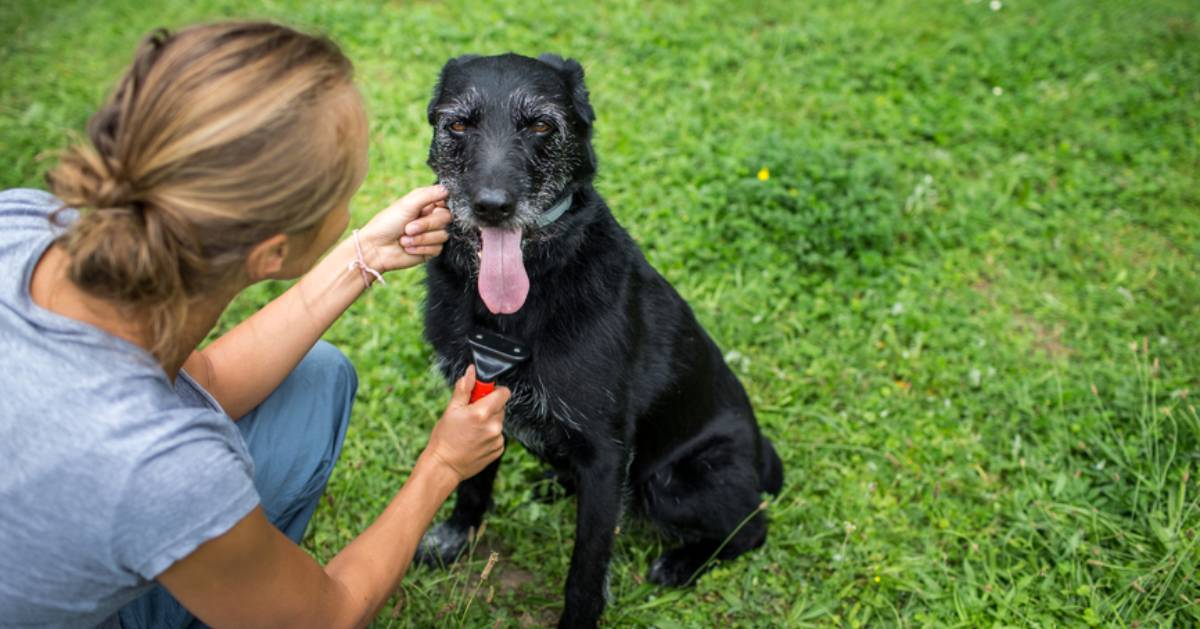 Clifton Park Pet Services Shops, Groomers, Vets, Pet Boarding & More