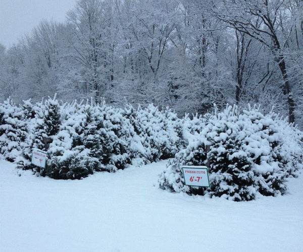 snowy trees at a tree farm