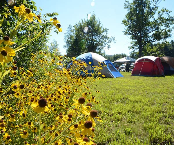 tents at a campground with sunflowers in the foreground