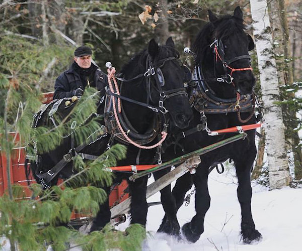 man directing a horse drawn sleight ride