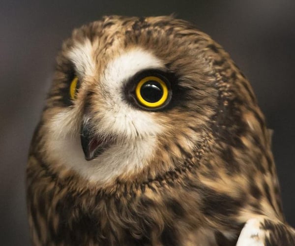 short-eared owl image