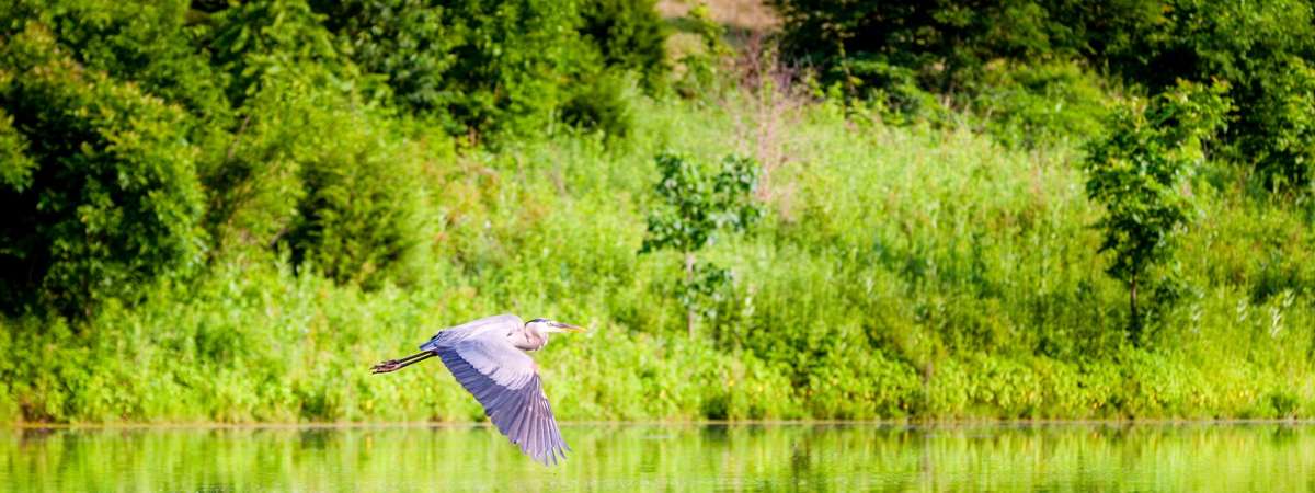 Focus: a free mindfulness event (1)