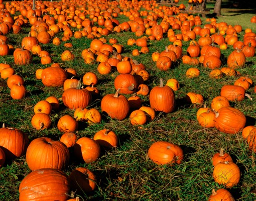 Halloween in Lake Placid (1)