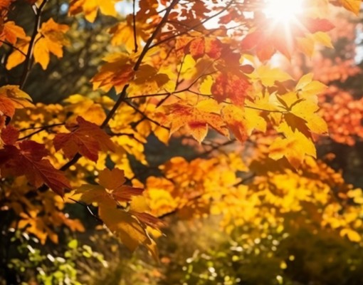 Fall Harvest Arts, Crafts & Lifestyle Show (1)