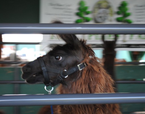 alpaca