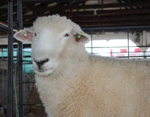 white sheep