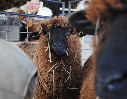 brown sheep