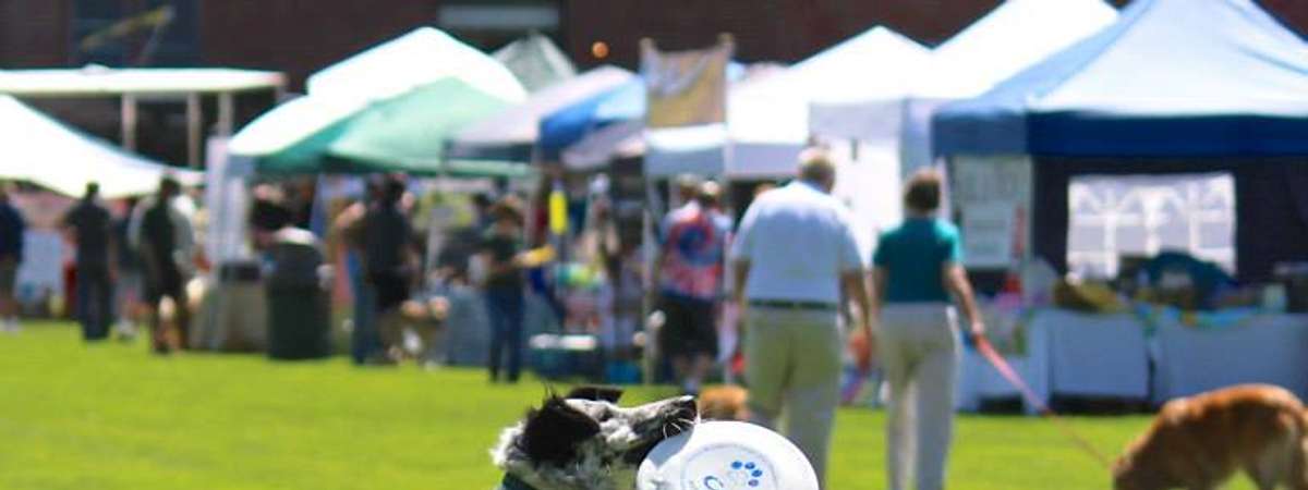 dog catching frisbee