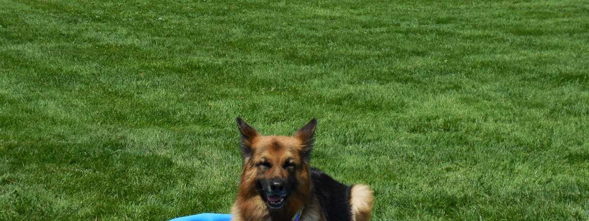 dog lying in small pool