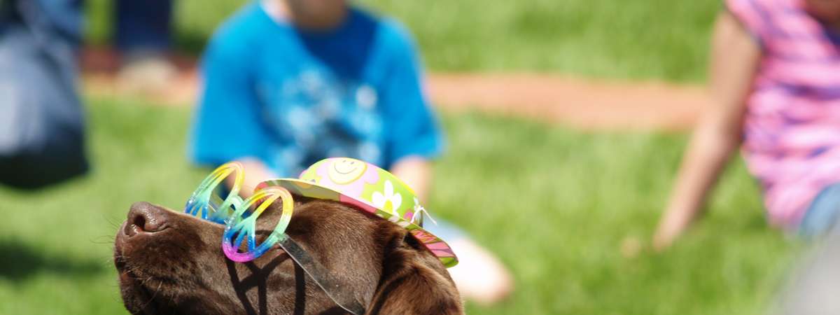 dog with colorful glasses