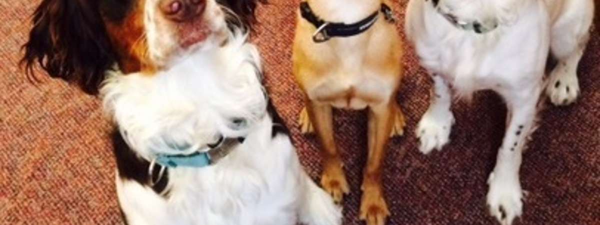 three dogs sitting