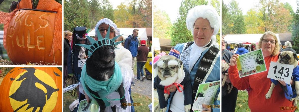 pugs and pumpkins