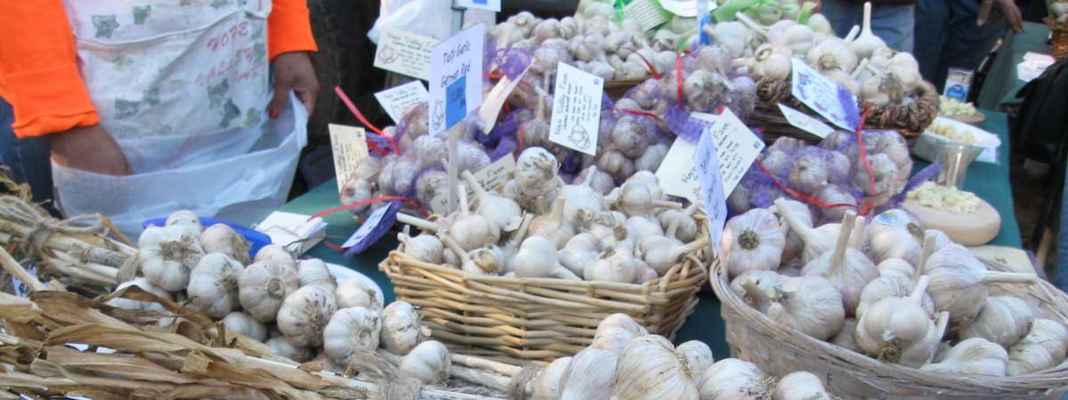 bundles of garlic