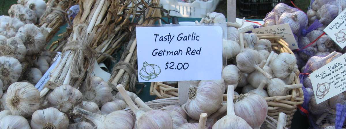 baskets of garlic