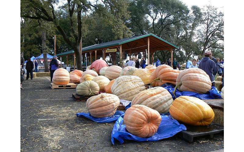 The Saratoga Giant Pumpkinfest 2019 Sunday, Sep 29, 2019 Saratoga