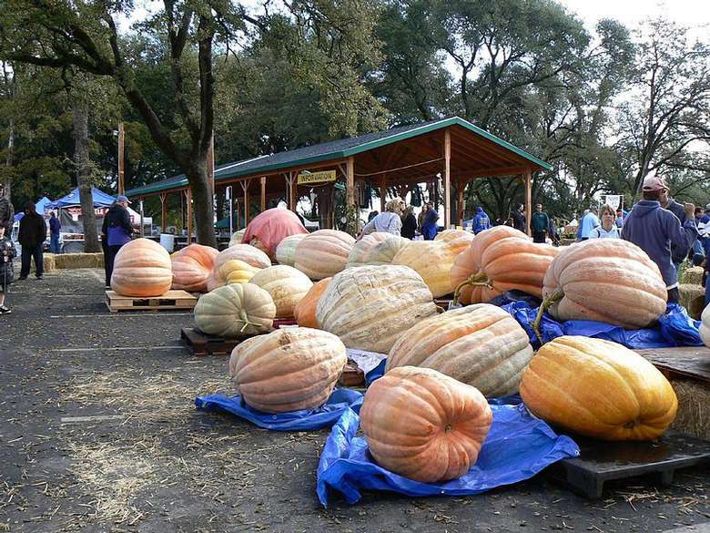 6th Annual Saratoga Giant PumpkinFest Saturday, Sep 25, 2021