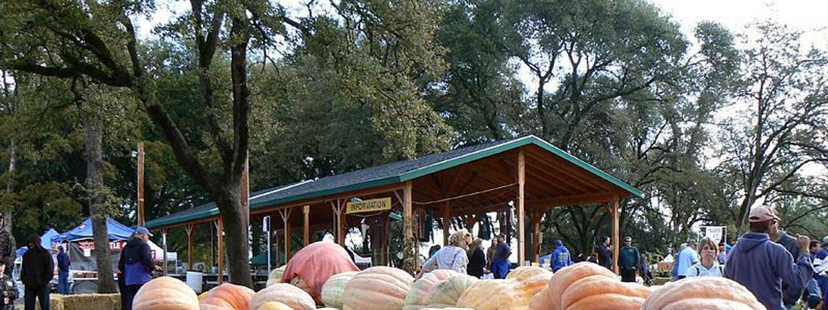giant pumpkins showcased near a pavilion