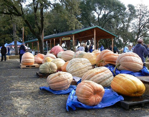 giant pumpkins showcased near a pavilion