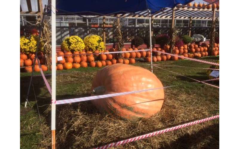 The Saratoga Giant Pumpkinfest 2019 Sunday, Sep 29, 2019 Saratoga