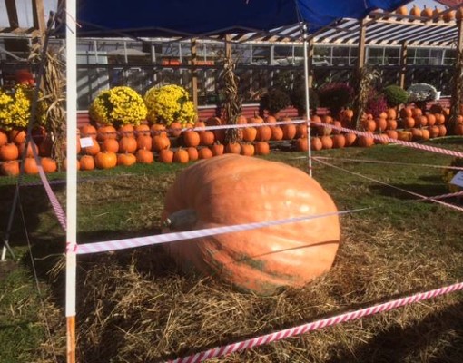 a giant orange pumpkin on display