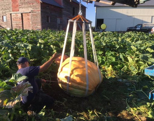 a giant pumpkin being weighed in a field