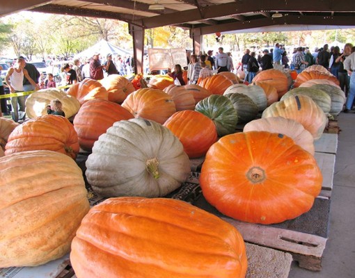 giant pumpkins