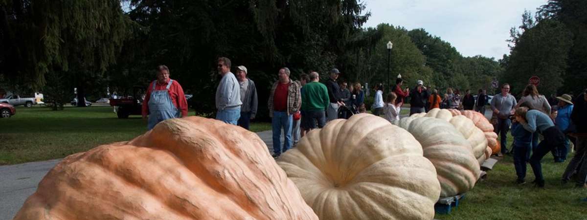 massive pumpkins in a row