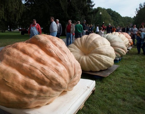 massive pumpkins in a row
